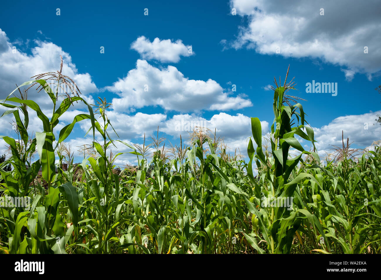 Les tiges de maïs dans un champ de maïs sur une belle journée d'été avec un ciel bleu et nuages blancs. Banque D'Images
