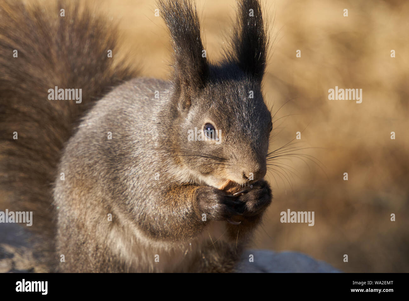 Que mangent les écureuils Banque de photographies et d’images à haute résolution Alamy