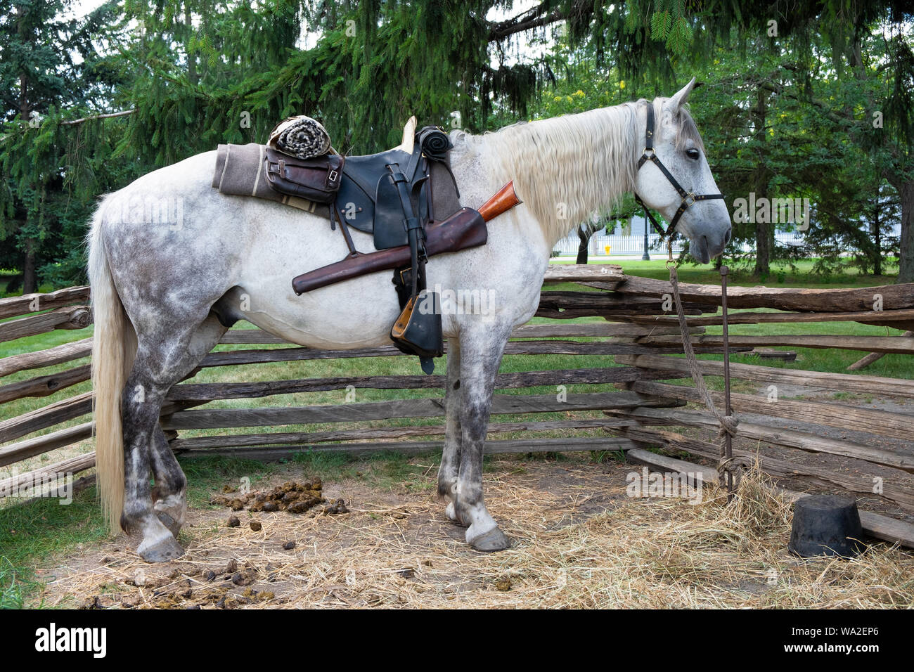 Un cheval de trait Percheron gris pommelé est sellé et sur l'affichage à  Greenfield Village, au Musée Henry Ford à Dearborn, Michigan, USA Photo  Stock - Alamy