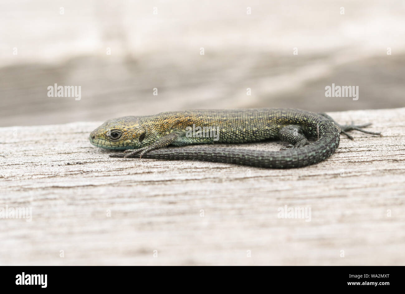 Un Tout Petit Bebe Lezard Commun Zootoca Vivipara Se Rechauffer Sur Un Trottoir De Bois C Est La Taille D Un Petit Ver De Terre Photo Stock Alamy
