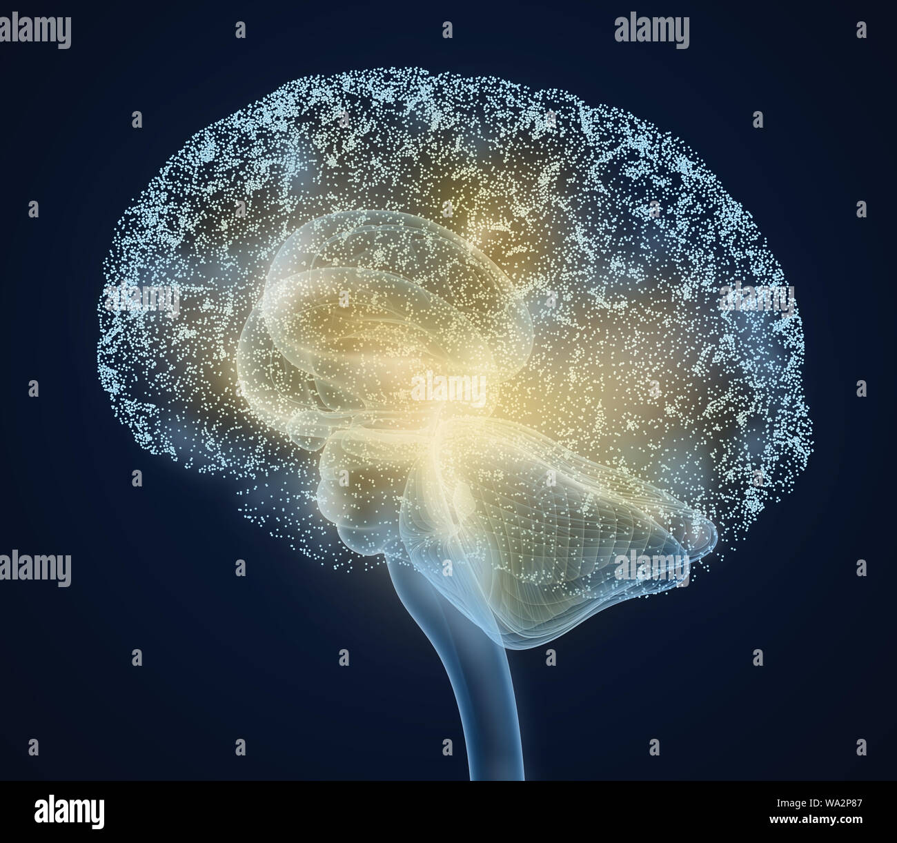 Cerveau humain X-ray , numérisation 3D illustration précise du point de vue médical Banque D'Images