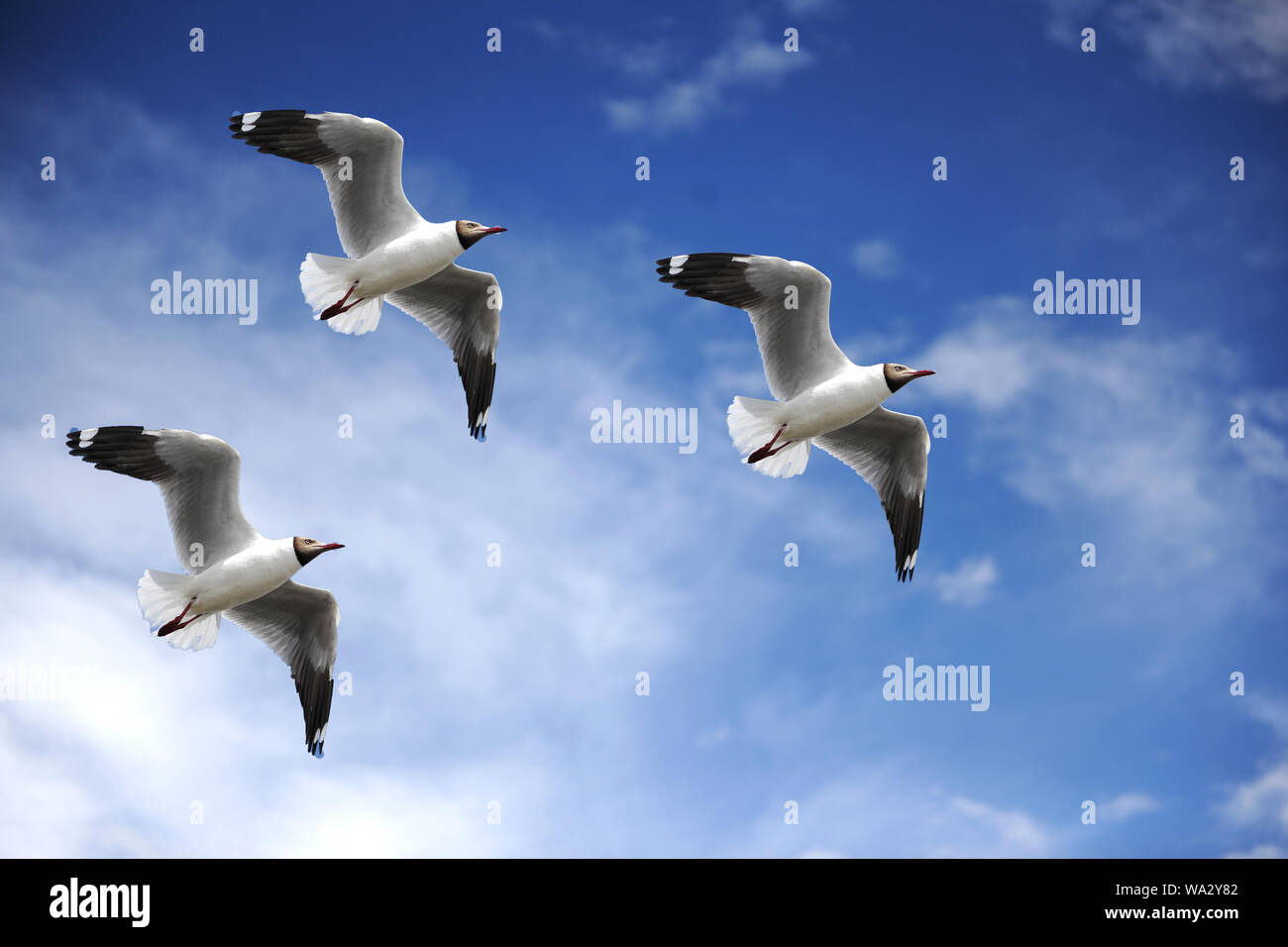 Les mouettes oiseaux Banque D'Images