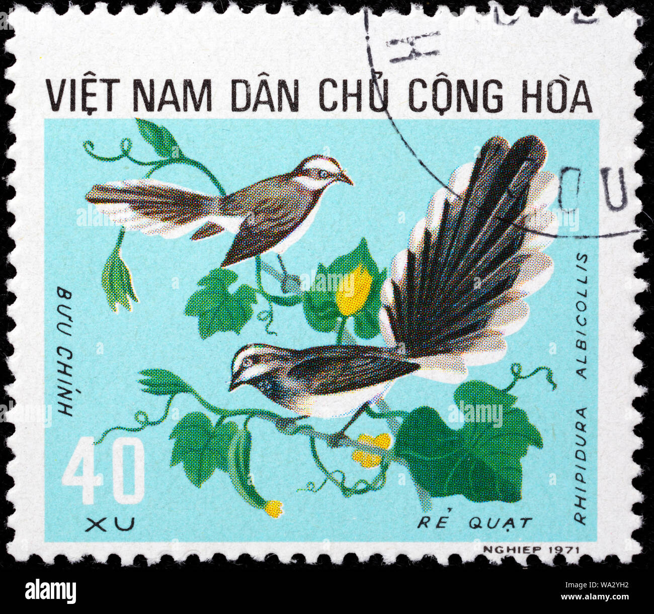 Rhipidura albicollis, White-throated Fantail, timbre-poste, Vietnam, 1973 Banque D'Images