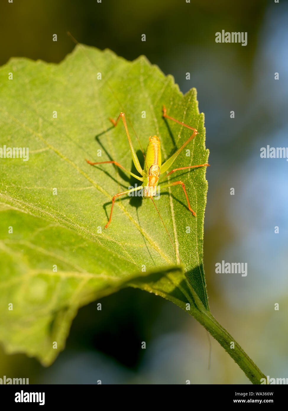 Naseux Bush-cricket - Leptophyes moricei. Orange et vert coloré bug. Vue de dessus. Banque D'Images