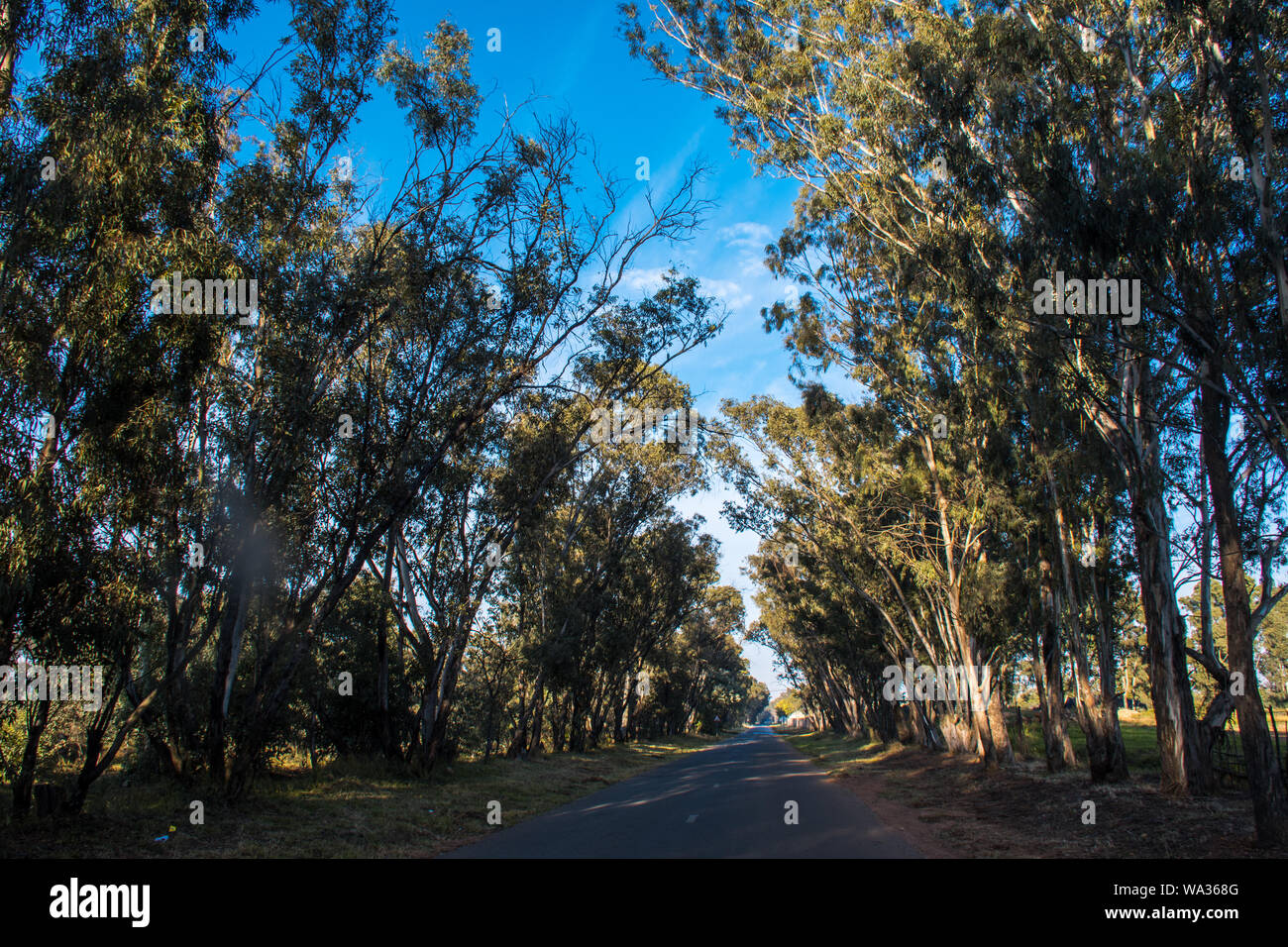 Paysage de campagne avec petite route bordée d'arbres en début de matinée. Le ciel est bleu avec peu de nuages. C'est très beau Banque D'Images