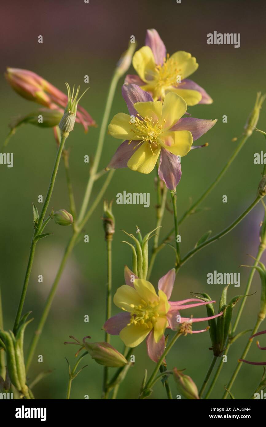 Double couleur Columbine Banque D'Images