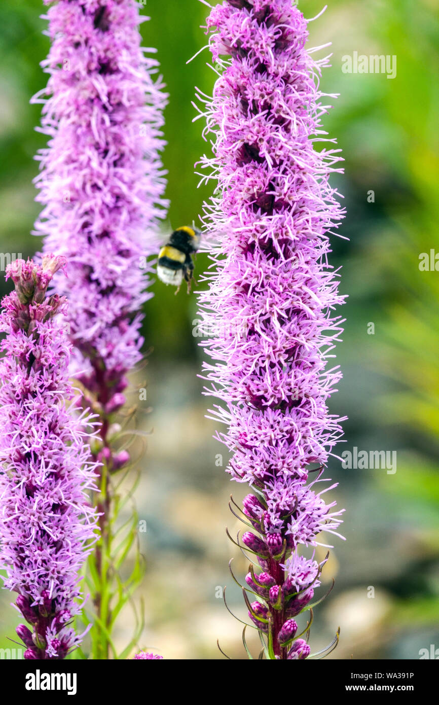 Liatris spicata, liatris ou prairie gay feather, bumblebee flying Banque D'Images