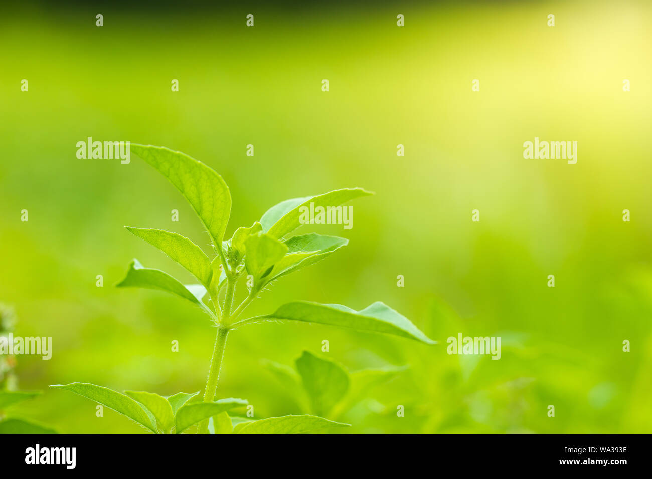 Basilic Ocimum basilicum ou poilue arbre dans la lumière du soleil du matin. Il s'agit d'herbes et d'ingrédients pour la cuisson dans la cuisine thaïlandaise. La nature de fond verte. S COPIE Banque D'Images