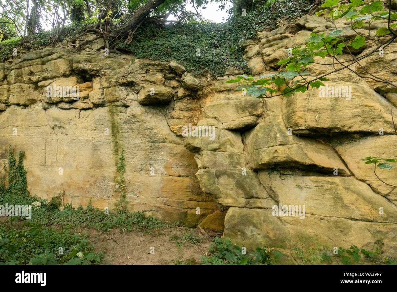 Falaise calcaire, falaises Barnburgh Barnburgh, Doncaster, South Yorkshire, Angleterre, Royaume-Uni Banque D'Images