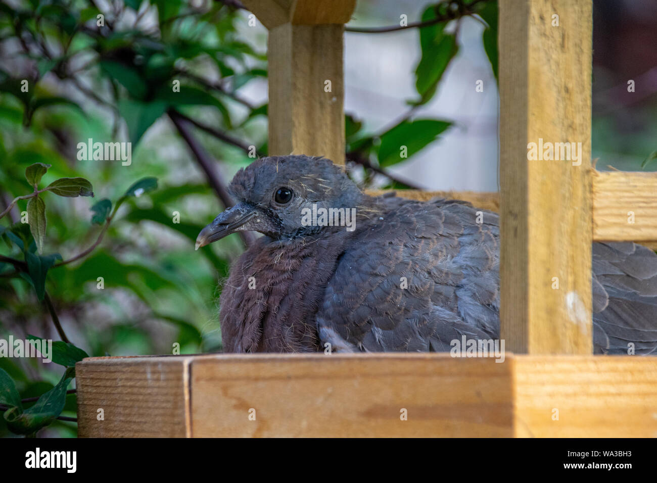 Jeune Pigeon Ramier A L Abri De Jardin En Bois Sur Une Table D Oiseaux Photo Stock Alamy