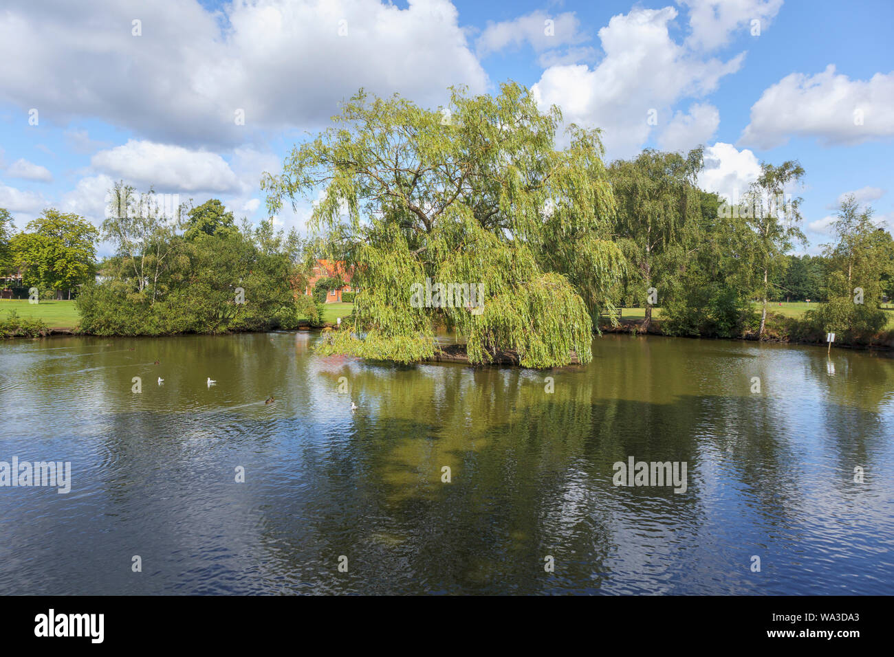 Étang de canard avec un saule pleureur sur une île dans le village green à Pirbright, un village près de Woking à Guildford borough, Surrey, Angleterre du Sud-Est Banque D'Images