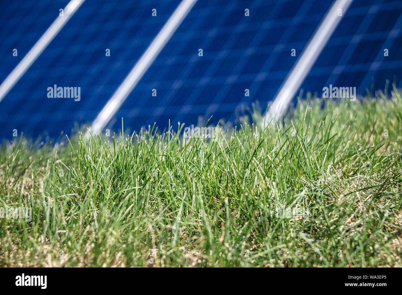 Des panneaux solaires dans un champ d'herbe verte. L'énergie verte. L'avenir de l'énergie. Banque D'Images