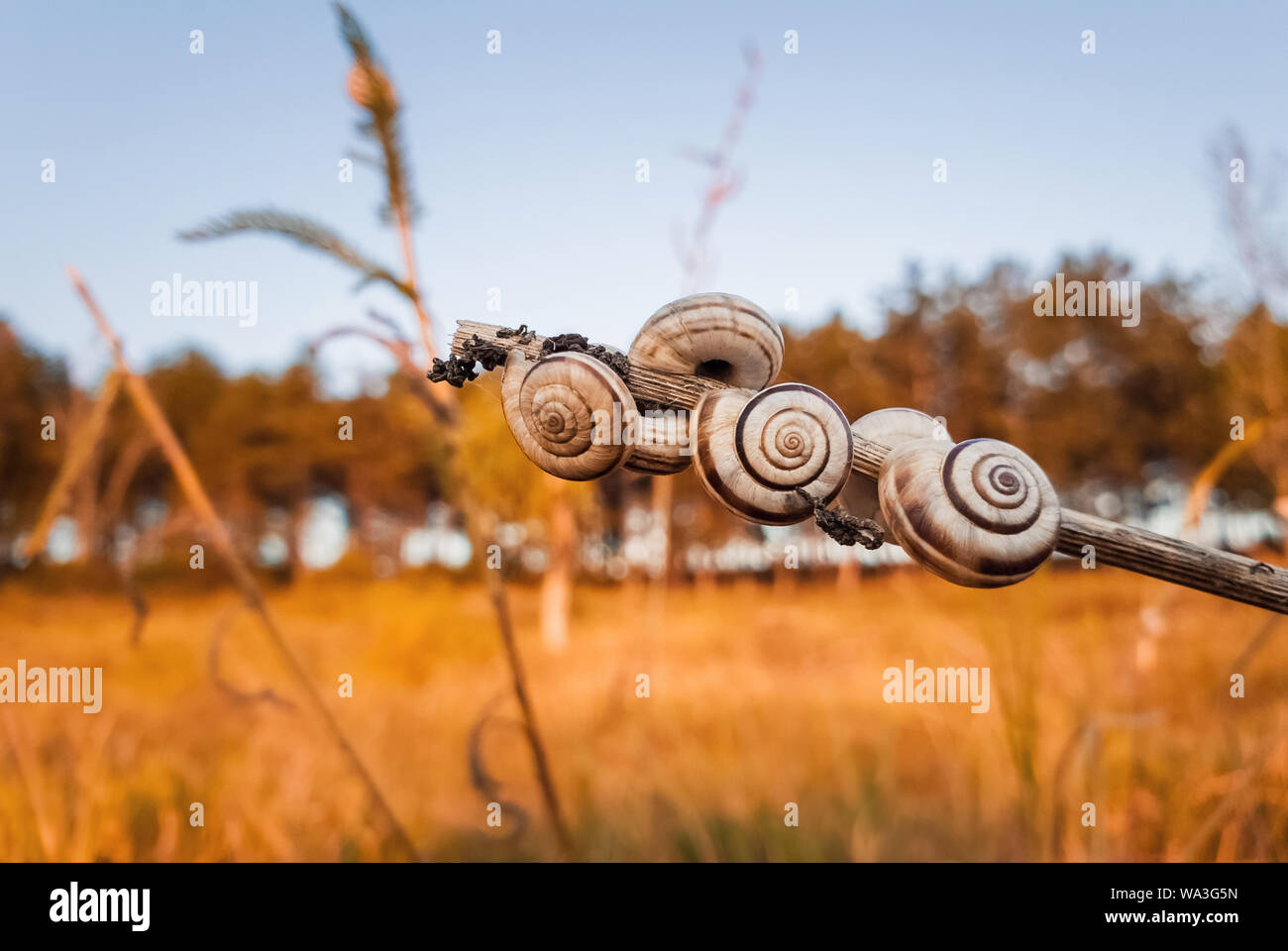 Beaucoup de coquilles d'escargots sur une plante sèche dans le champ près de la forêt. Scène d'automne campagne, jaune et hay meadow beaucoup de vigne escargots (Cernuella virg Banque D'Images
