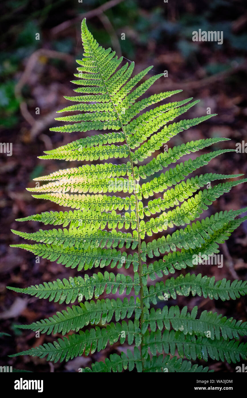 La lumière du soleil sur une fronde de fougère, sur un sentier près de Monksilver, Somerset (dans l'Exmoor National Park) Banque D'Images