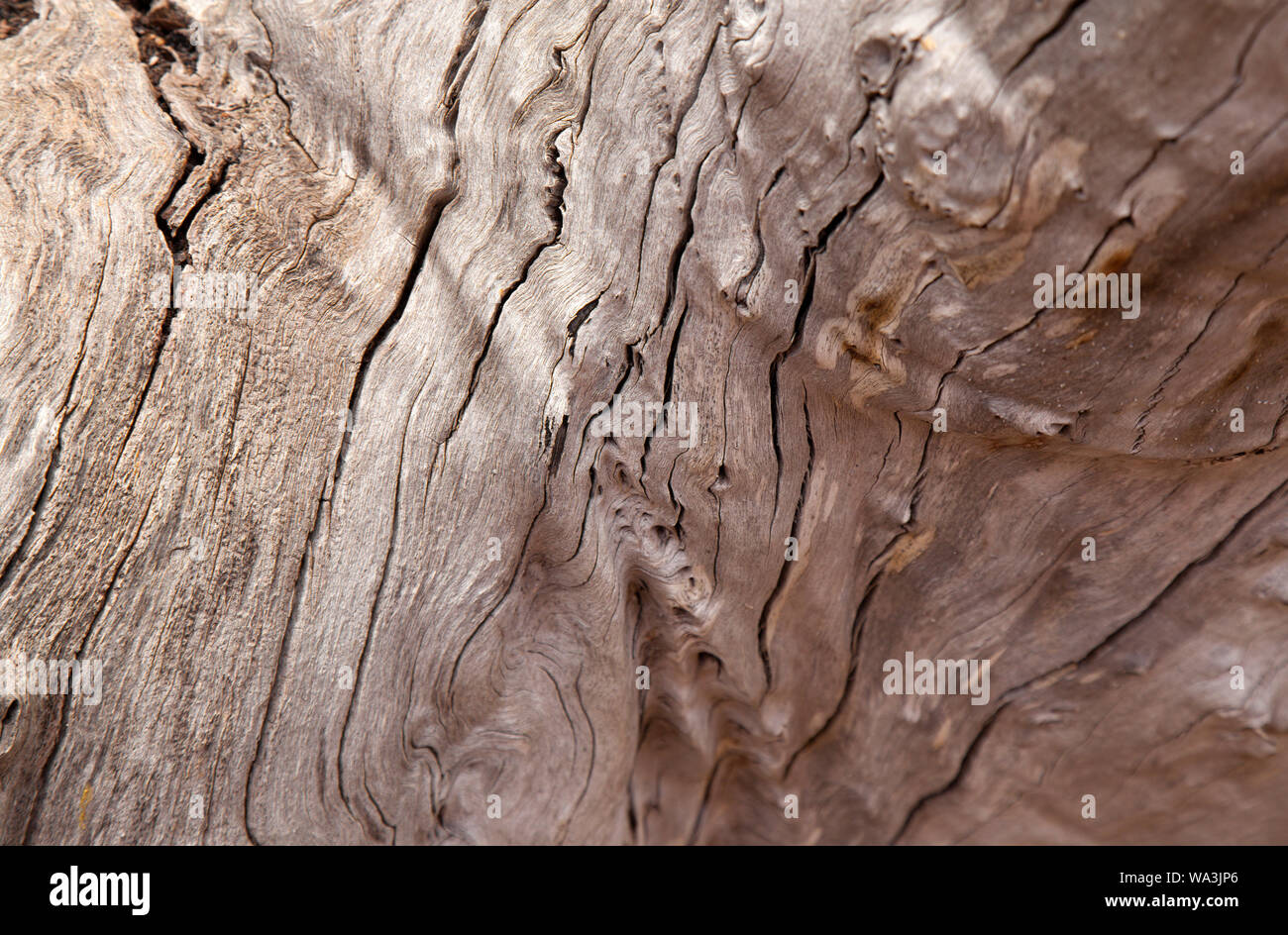 Bois gris de l'arbre mort, fond texturé naturelles Banque D'Images