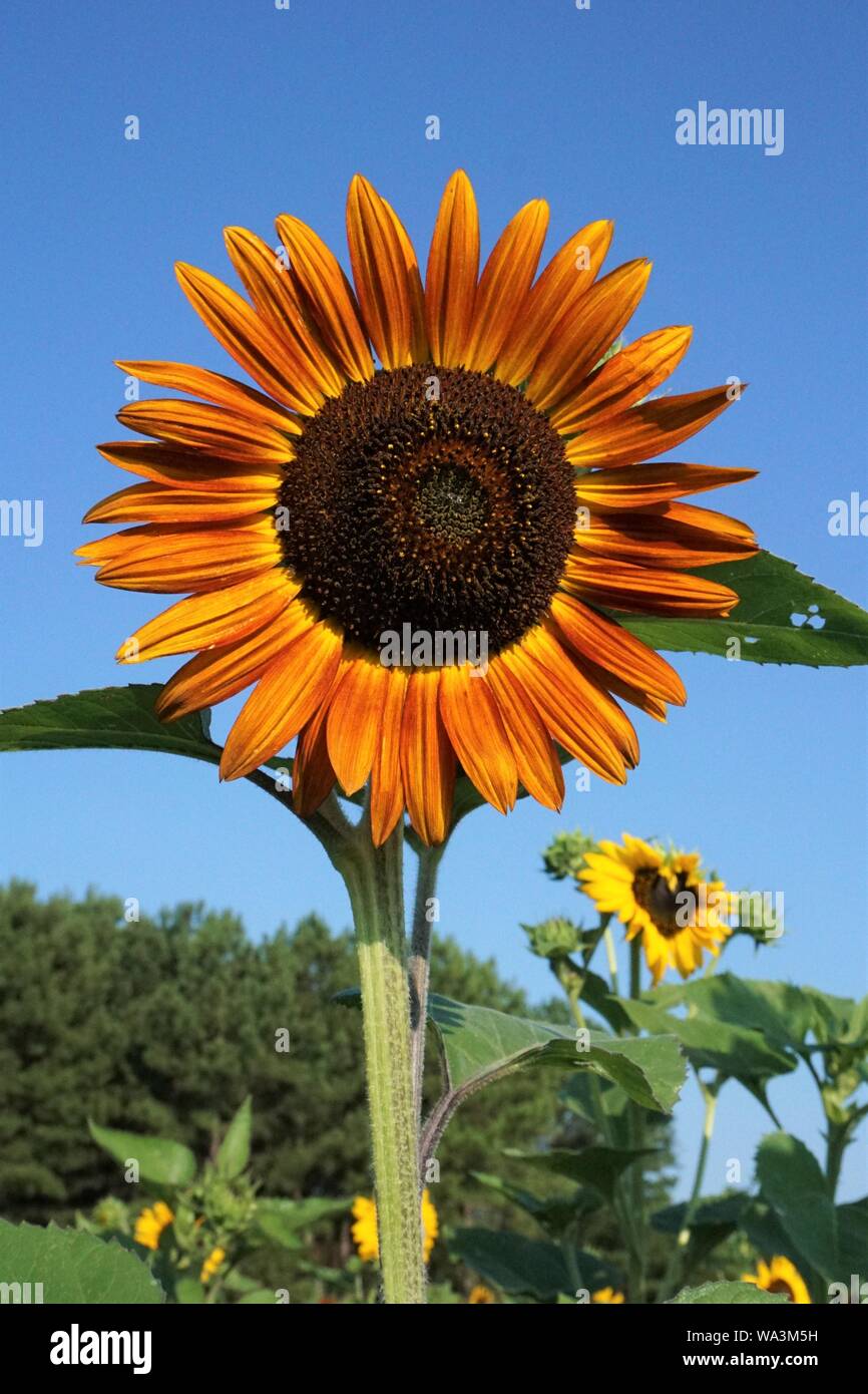 Tournesol Orange against a blue sky Banque D'Images