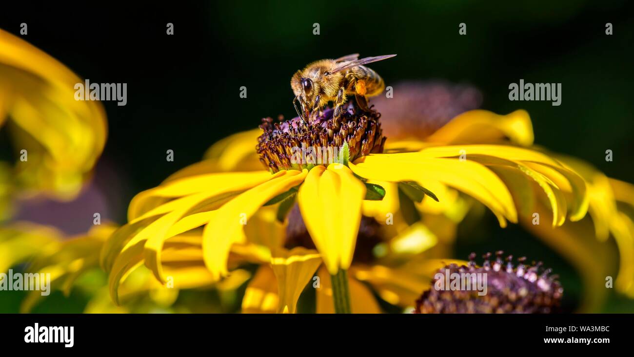 Abeille à miel (Apis mellifera) est assis sur fleur jaune, la rudbeckie hérissée (Rudbeckia hirta), Bavière, Allemagne Banque D'Images