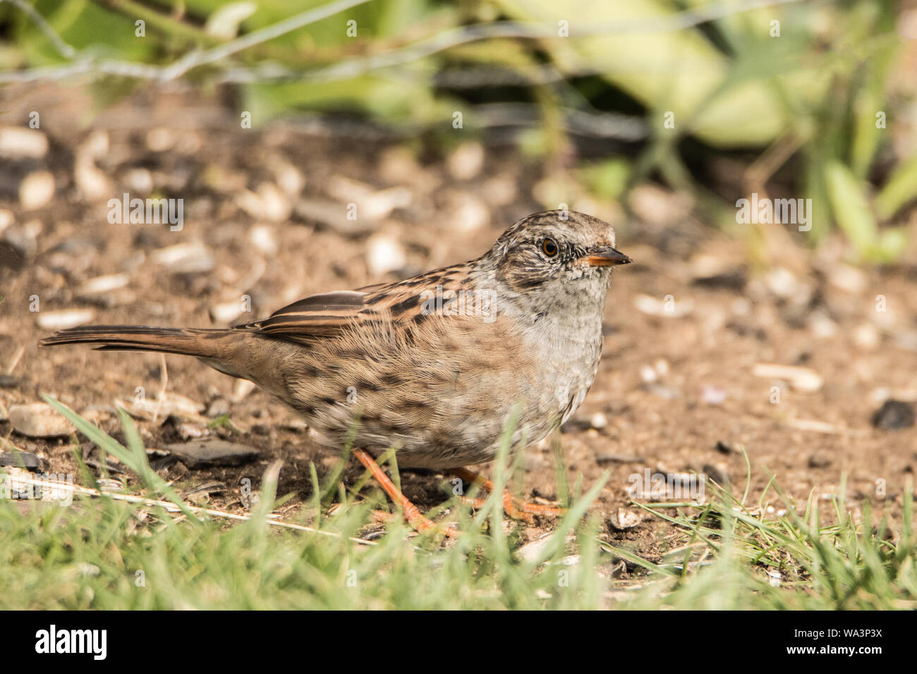 Les oiseaux sauvages, nid, Prunella modularis, chercher de la nourriture dans l'été, en jardin, 2019 Banque D'Images