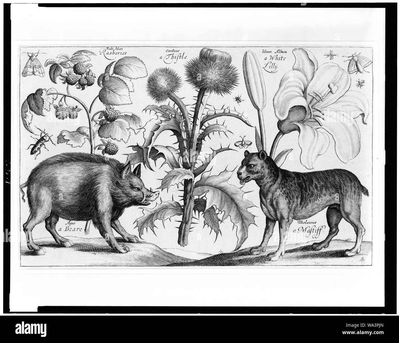Sanglier, mastiff, chardon, framboises, Lily, papillons et insectes Banque D'Images