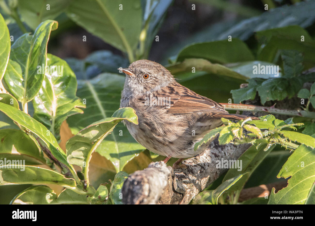 Les oiseaux sauvages, nid, Prunella modularis, chercher de la nourriture dans l'été, en jardin, 2019 Banque D'Images