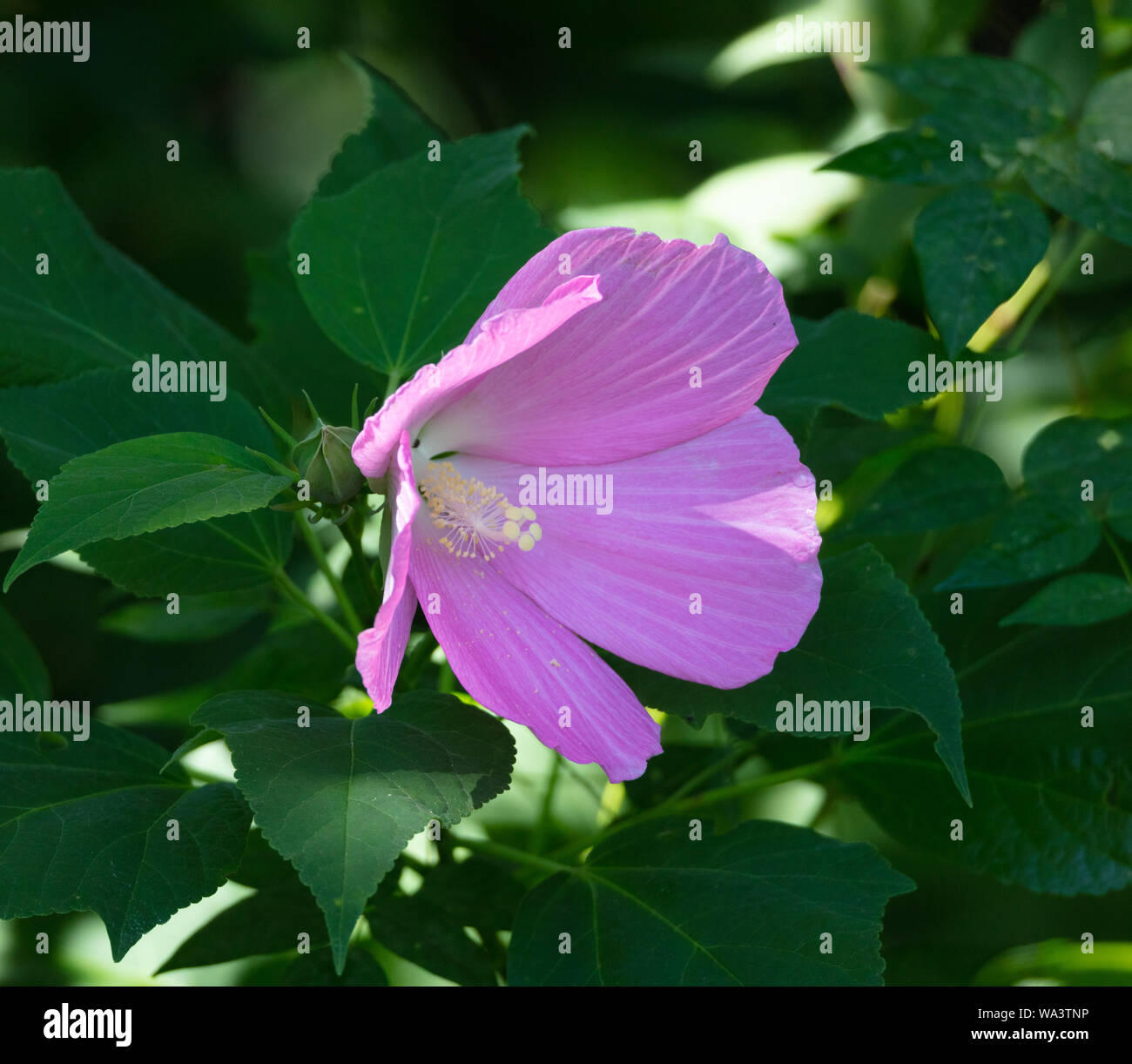 Un beau mauve rose des marais (Hibiscus moscheutos) fleurit au bord d'un lac dans la région de Tennessee Banque D'Images