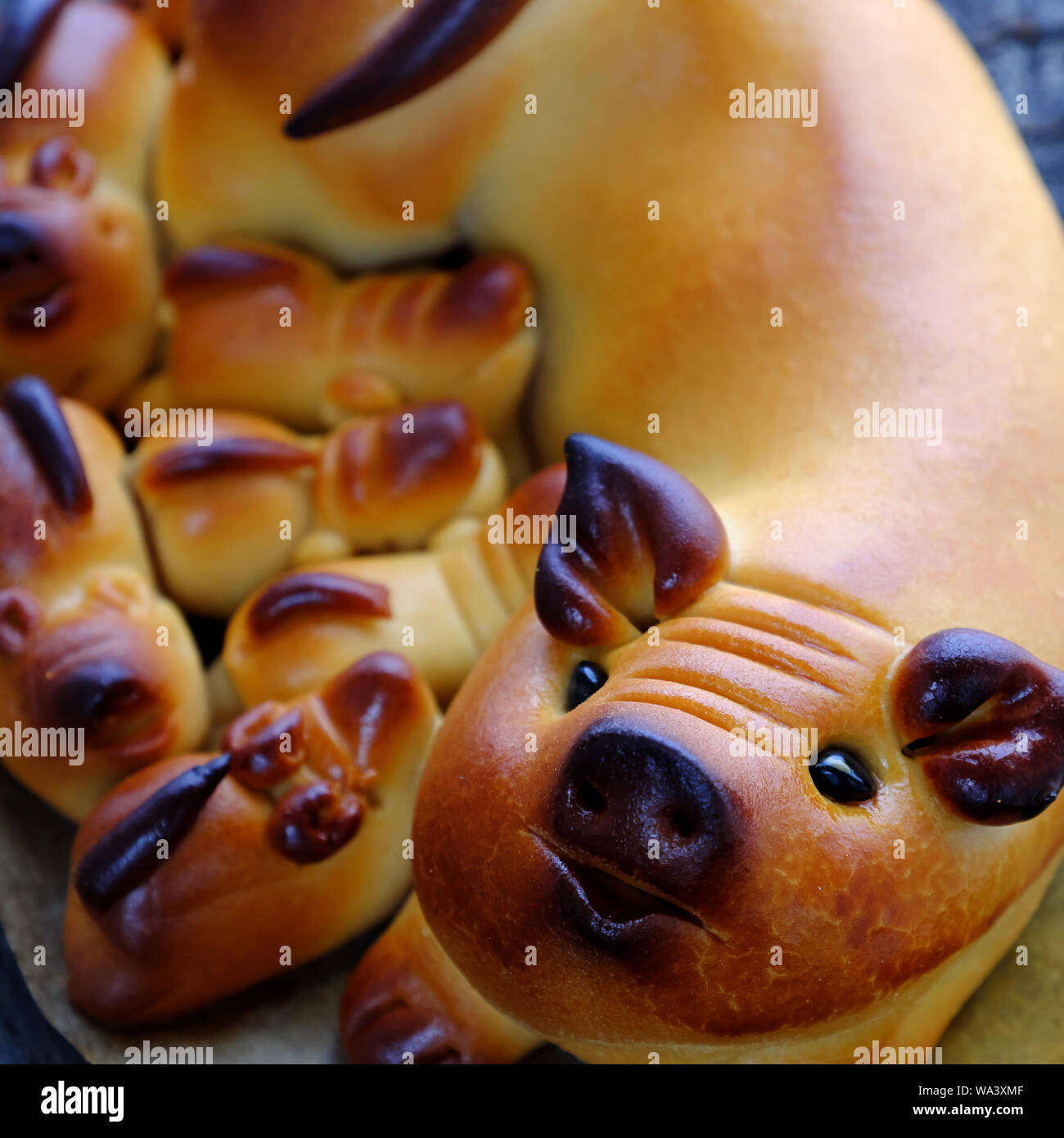 Close Up De Gateau De Lune Avec La Mere De Porcs Et Porcelets Forme En Vue De Dessus La Patisserie Traditionnelle Pour La Mi Saison Automne Photo Stock Alamy Close Up De Gateau De Lune Avec La Mere De Porcs Et Porcelets Forme En Vue De Dessus La Patisserie Traditionnelle Pour La Mi Saison Automne Photo Stock Alamy