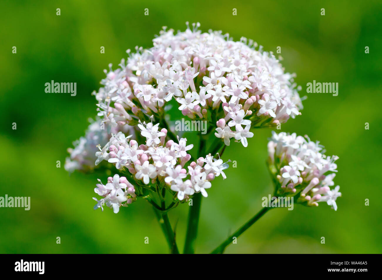 La valériane (Valeriana officinalis commune), close up montrant les fleurs individuelles de la fleur. Banque D'Images