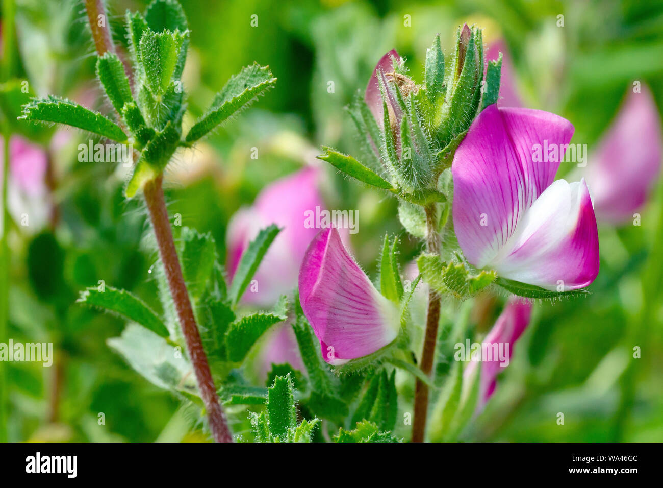 (Restharrow ononis repens), close up montrant le détail de la fleur et les feuilles. Banque D'Images