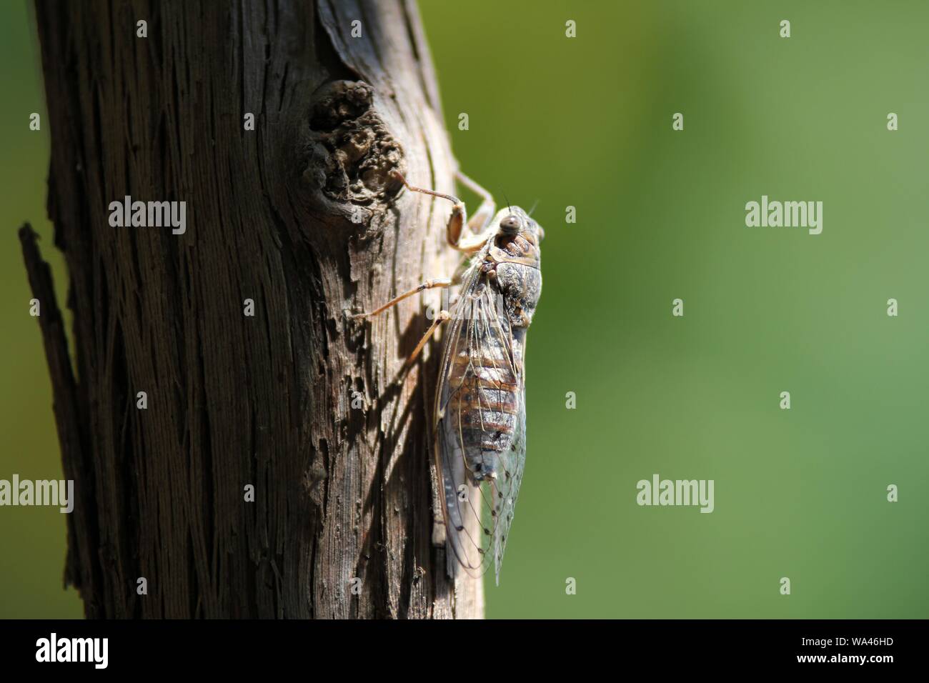 Gros plan d'un insecte avec des ailes sur un arbre avec un arrière-plan flou Banque D'Images