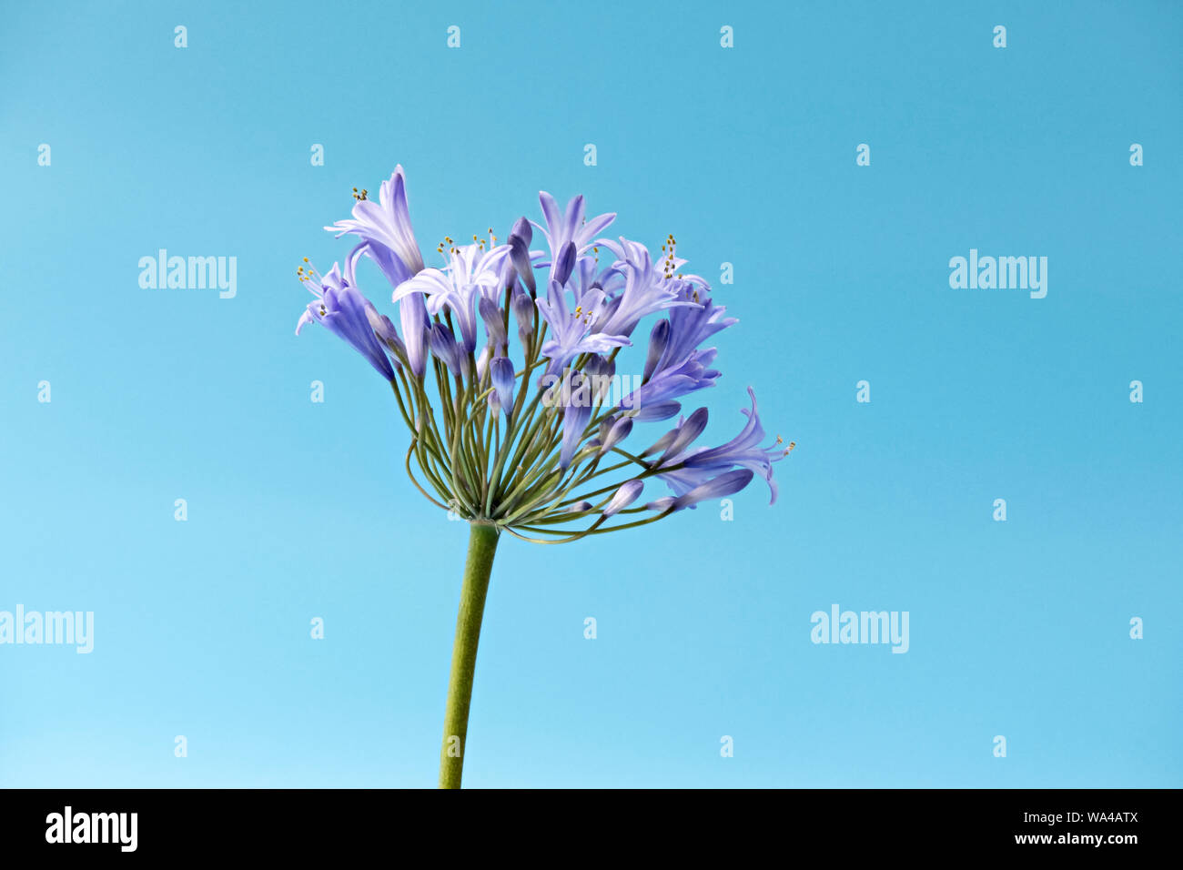 De belles fleurs en forme d'étoile bleu Agapanthus photographié sur un fond bleu lumineux Banque D'Images