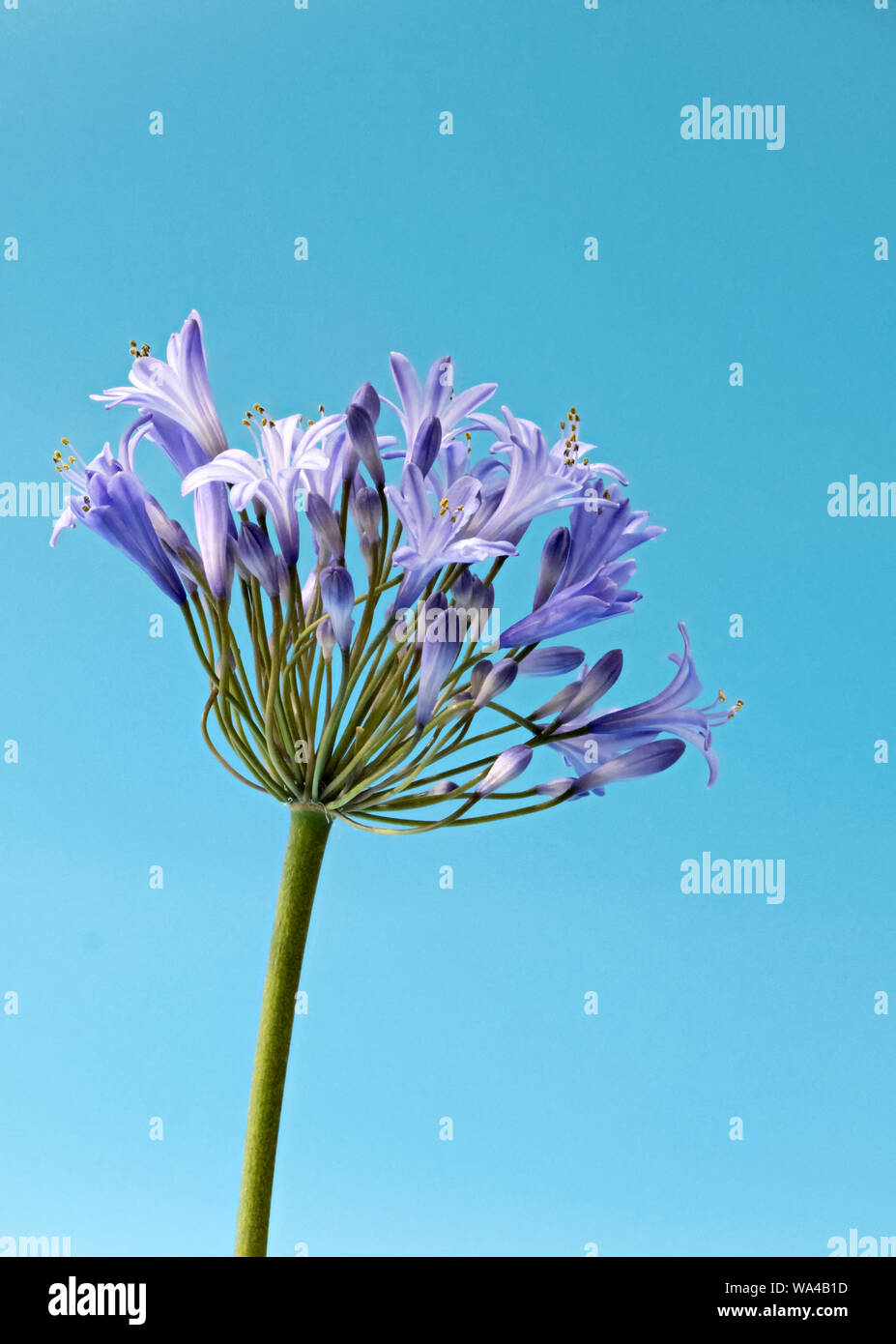 De belles fleurs en forme d'étoile bleu Agapanthus photographié sur un fond bleu lumineux Banque D'Images