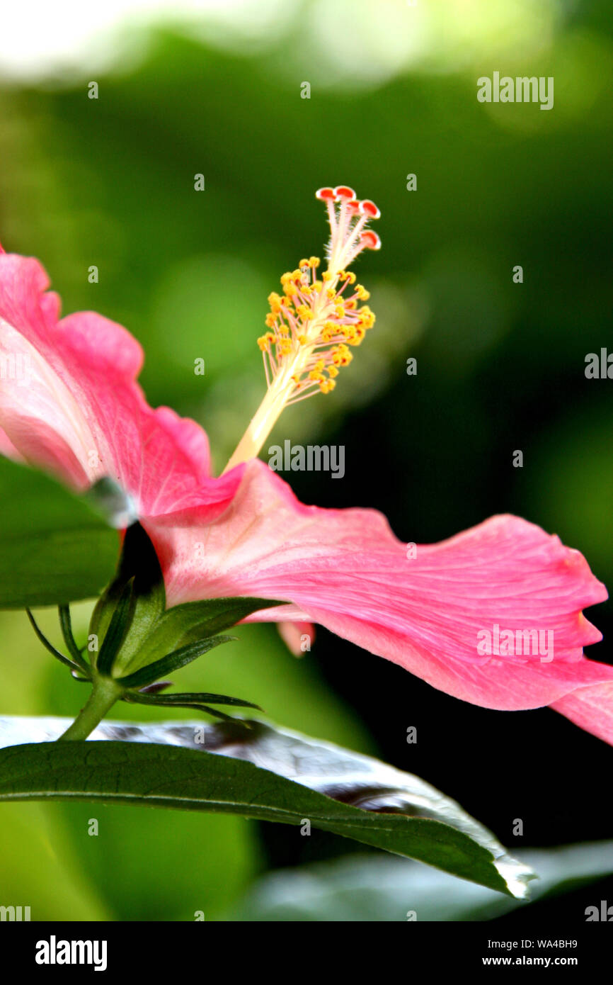 En fleurs hibiscus fleur rose en haut, sur le ciel ensoleillé Banque D'Images