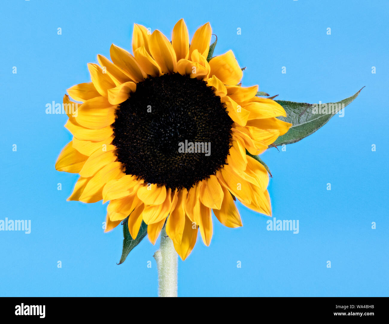 Photographie créative d'une seule photo de fleurs de Tournesol contre un fond bleu lumineux comme le soleil brillant dans un ciel bleu Banque D'Images