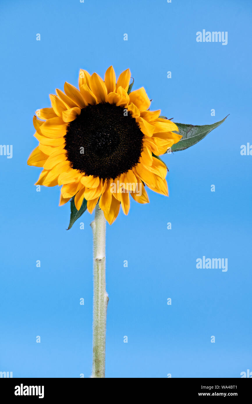 Photographie créative d'une seule photo de fleurs de Tournesol contre un fond bleu lumineux comme le soleil brillant dans un ciel bleu Banque D'Images