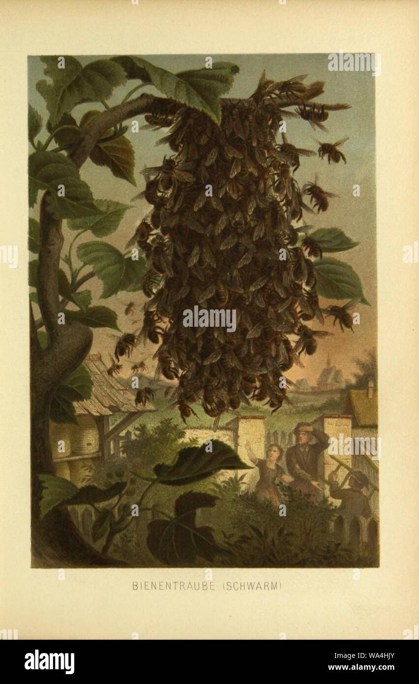 Insekten und die Spinnen, Tausendfüssler (planche 8) (9521366307). Banque D'Images