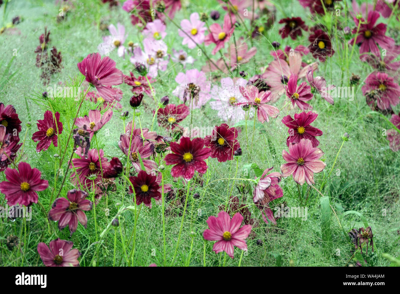 Aster mexicain, jardin Cosmos bipinnatus en fleurs annuelles dans lit de fleurs d'été jardin violet Cosmos literie Banque D'Images