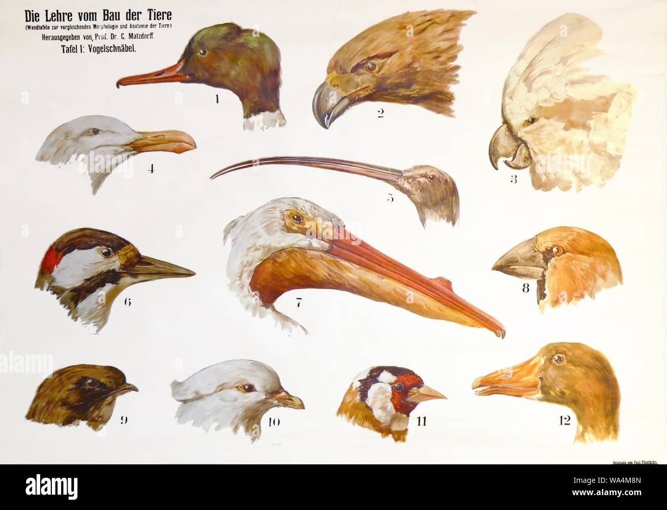 Die Lehre vom Bau der Tiere - Teil 1 - Vogelschnäbel. Banque D'Images