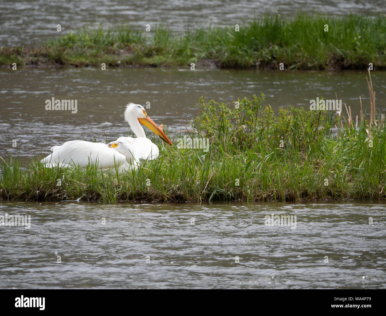 Paire de pélicans blancs posés sur une île herbeuse dans la rivière Madison dans le Montana. Banque D'Images
