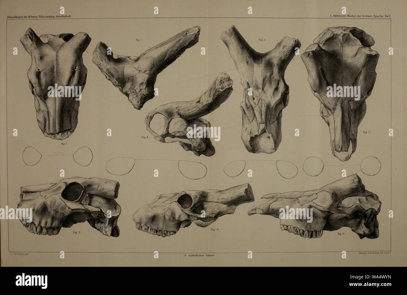 Tertiär-Epoche nebst der Rinder Die vorstudien zu einer Geschichte der natürlichen Antilopen Banque D'Images