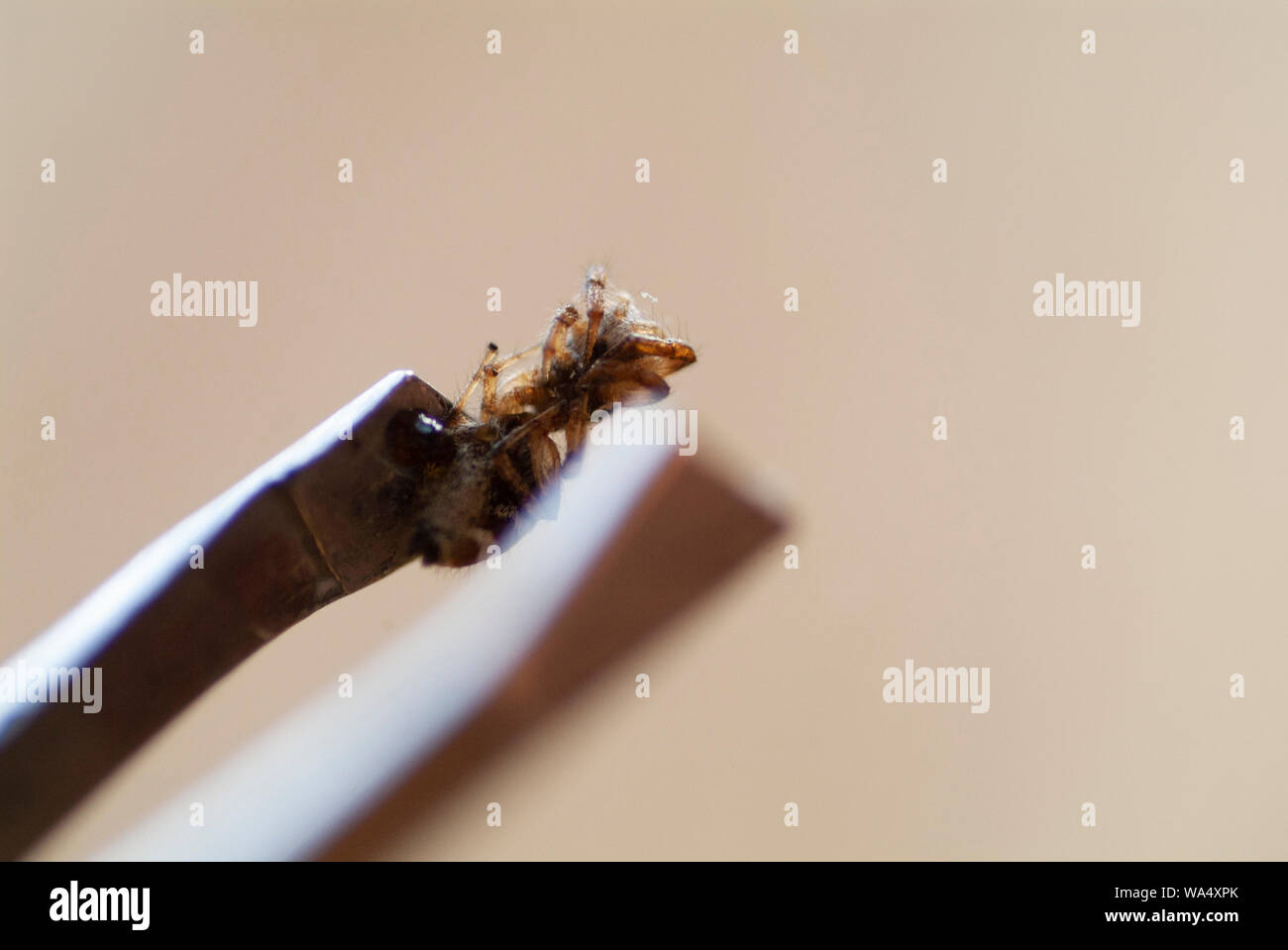 Autopsie ARACHNID : examen approfondi et recherche d'un corps mort d'araignées Banque D'Images