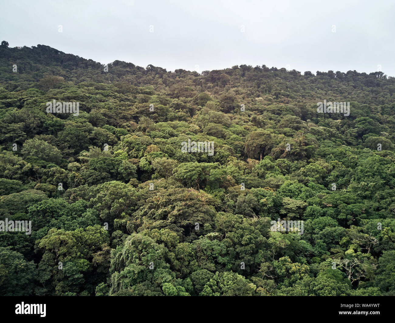 Paysage de Jungle sur mountain view drone aérien arbre Banque D'Images
