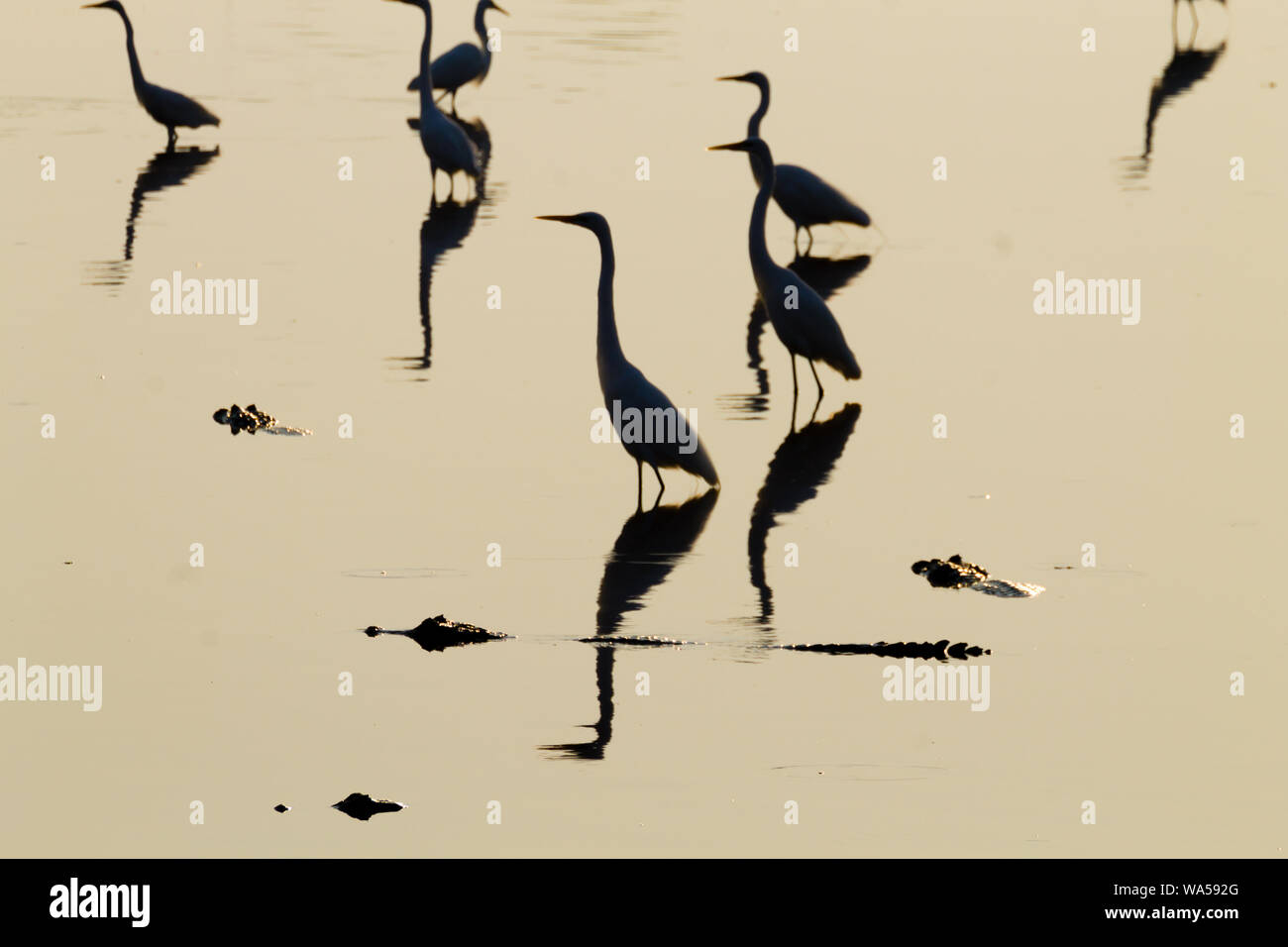 Reflète sur l'eau des oiseaux, du Pantanal au Brésil. La faune du Brésil. Silhouette d'oiseaux. Banque D'Images