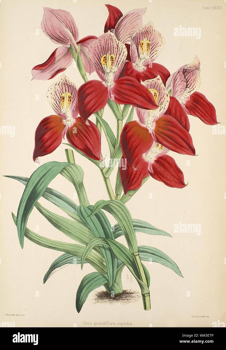 Disa uniflora (comme D. grandiflora)- Warner, Williams - Sélectionnez orch. de plantes 1, pl. 36 (1862-1865). Banque D'Images