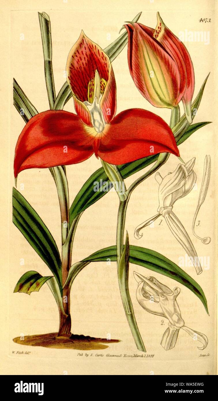 Disa Disa uniflora (comme grandiflora) - Curtis' 70 (N.-É.) 17) pl. 4073 (1844). Banque D'Images