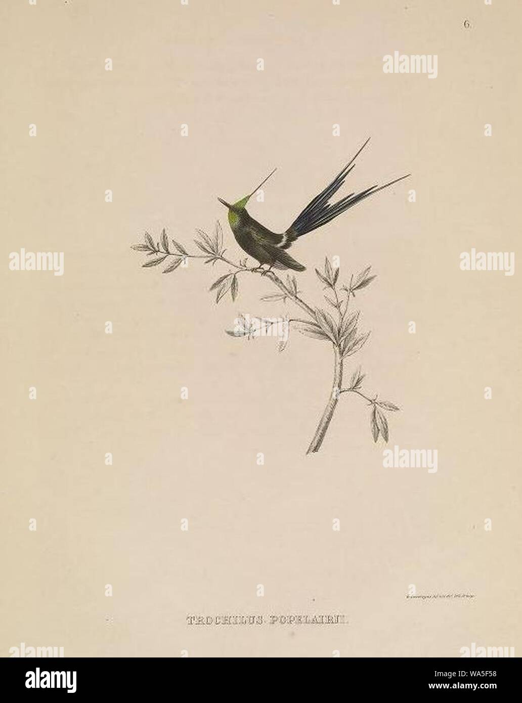 Discosura popelairii. Banque D'Images