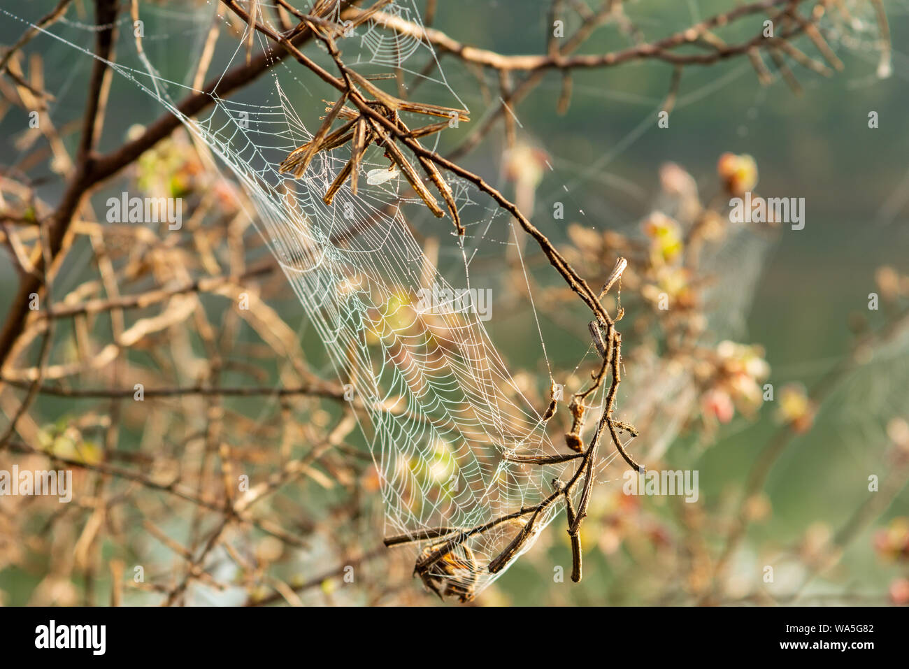 Spider's Web close up with dew partout il Banque D'Images