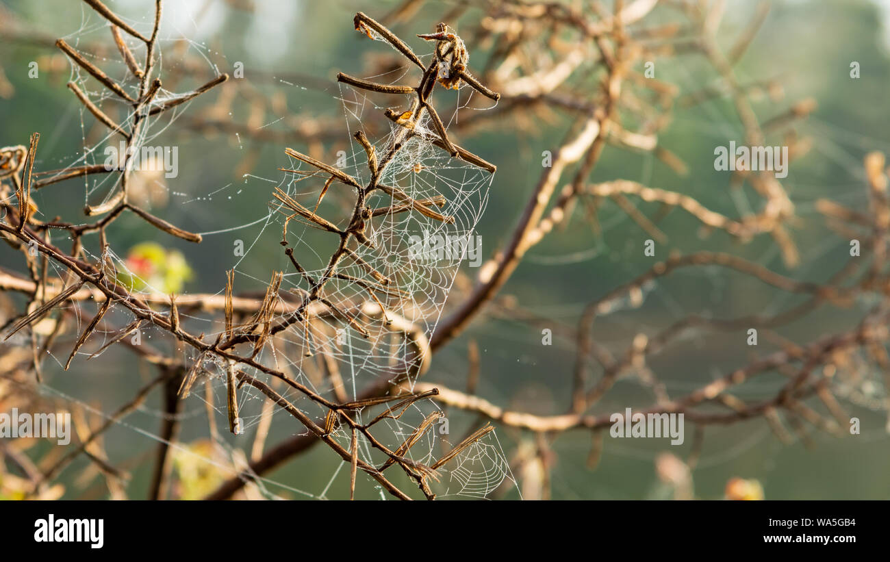 Spider's Web close up with dew partout il Banque D'Images