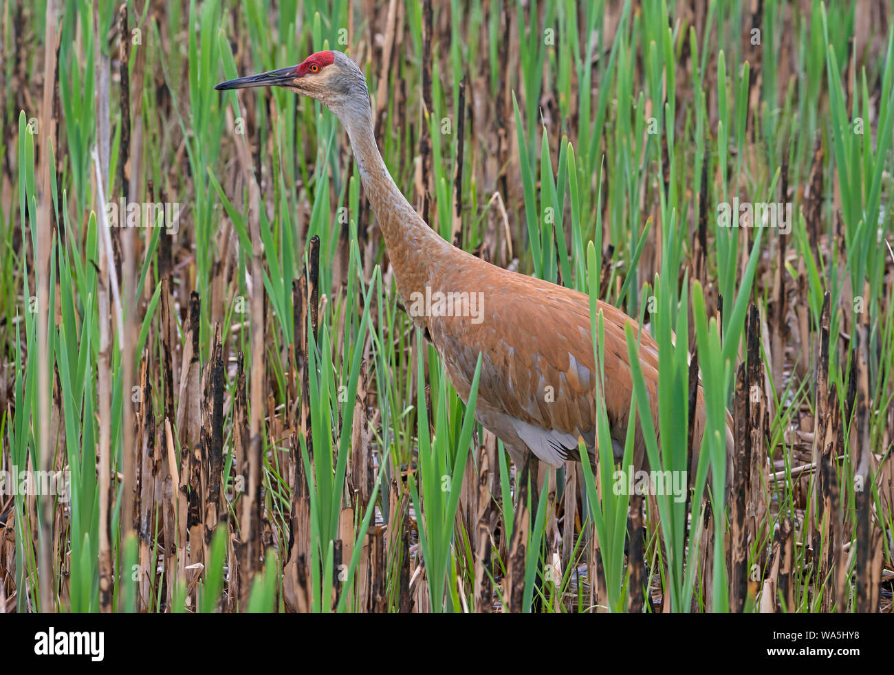 Grue du Canada (Grus canadensis), marais à quenouilles, E Amérique du Nord, par aller Moody/Dembinsky Assoc Photo Banque D'Images