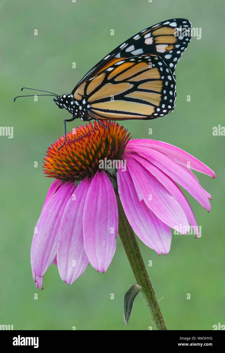 Des profils le monarque (Danaus plexippus) sur l'échinacée (Echinacea purpurea), l'Est des Etats-Unis, par aller Moody/Dembinsky Assoc Photo Banque D'Images