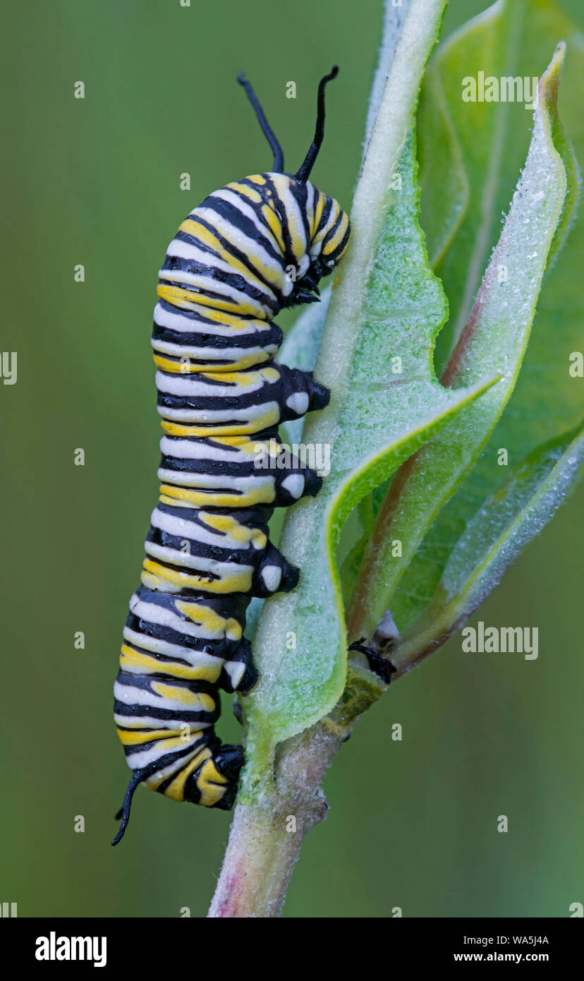 Larve du papillon monarque (Danaus plexippus) se nourrissant de l'Asclépiade commune (Asclepias syriaca), l'Est de l'Amérique, par aller Moody/Dembinsky Assoc Photo Banque D'Images
